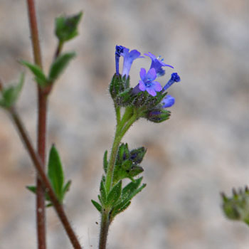 Gilia sinuata, Rosy Gilia